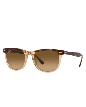 Eagle Eye Polarised Sunglasses in Polished Havana On Transparent Brown & Brown