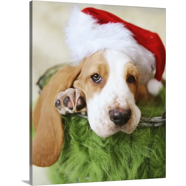 "Basset Hound wearing a Santa hat" Canvas Wall Art