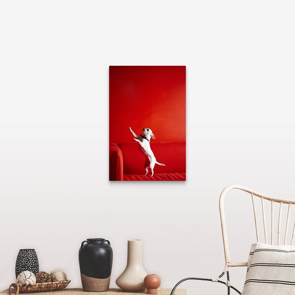 "Begging Chihuahua standing on red sofa" Canvas Wall Art