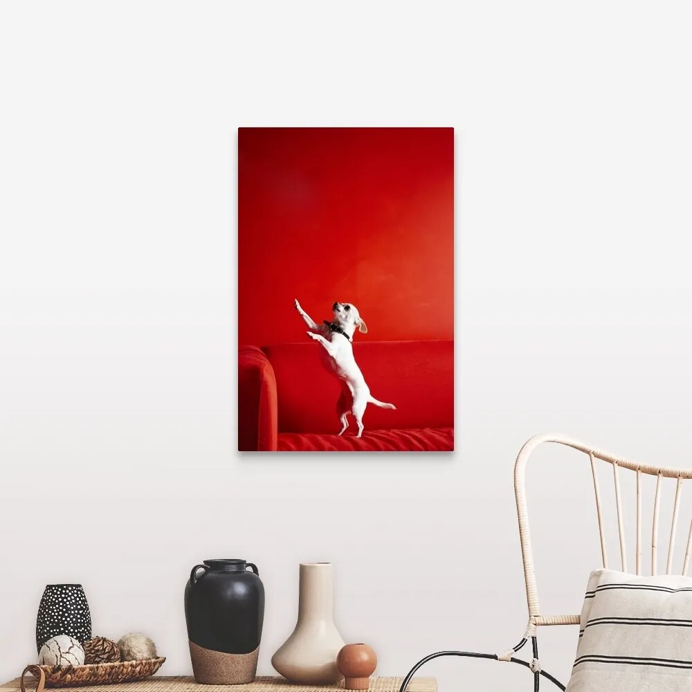 "Begging Chihuahua standing on red sofa" Canvas Wall Art