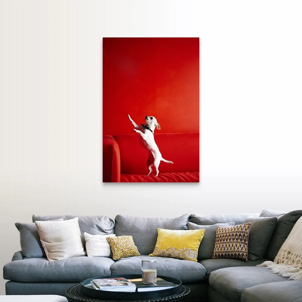 "Begging Chihuahua standing on red sofa" Canvas Wall Art