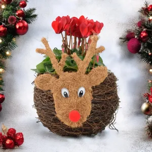 Reindeer Face Planter With Cyclamen