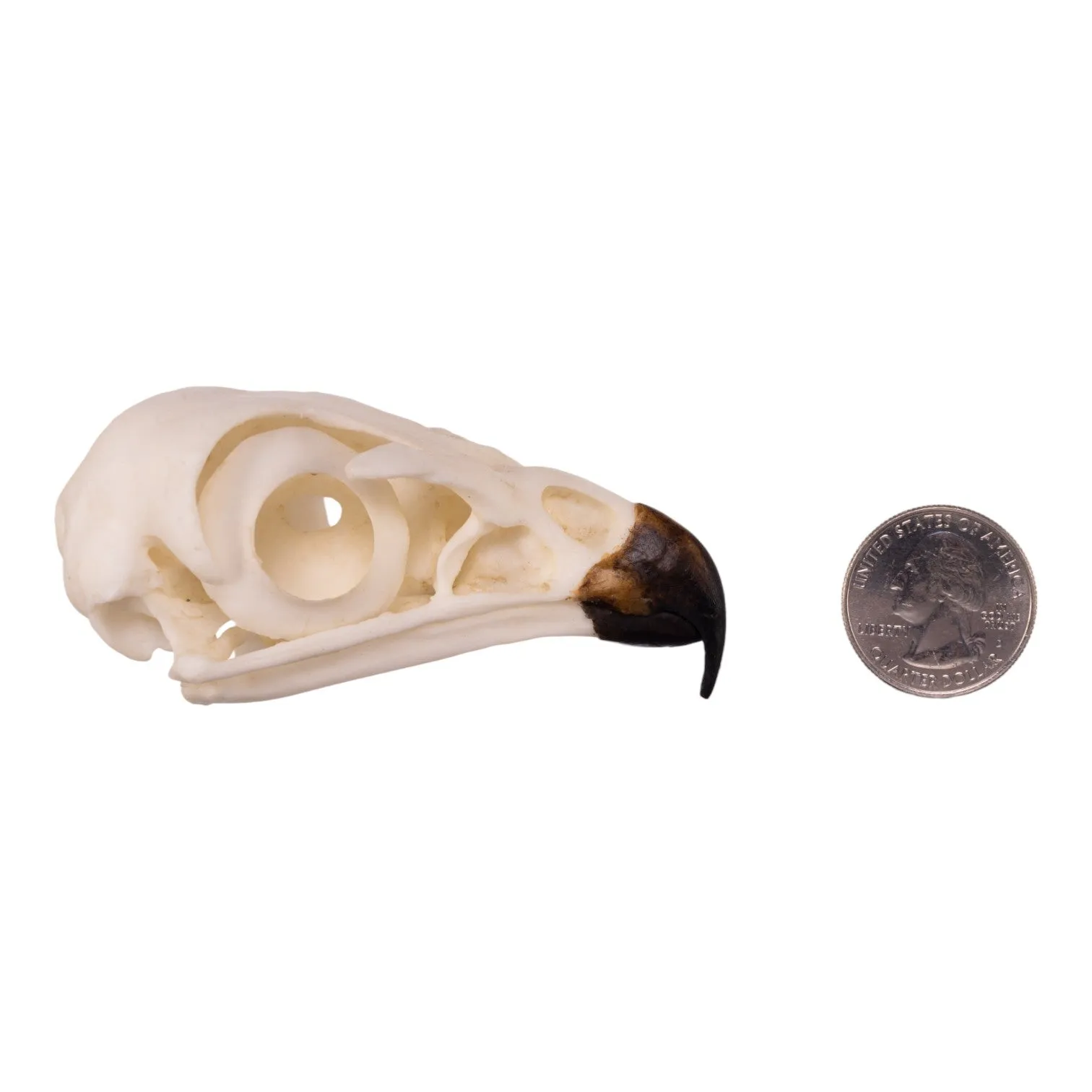 Replica Red-tailed Hawk Skull