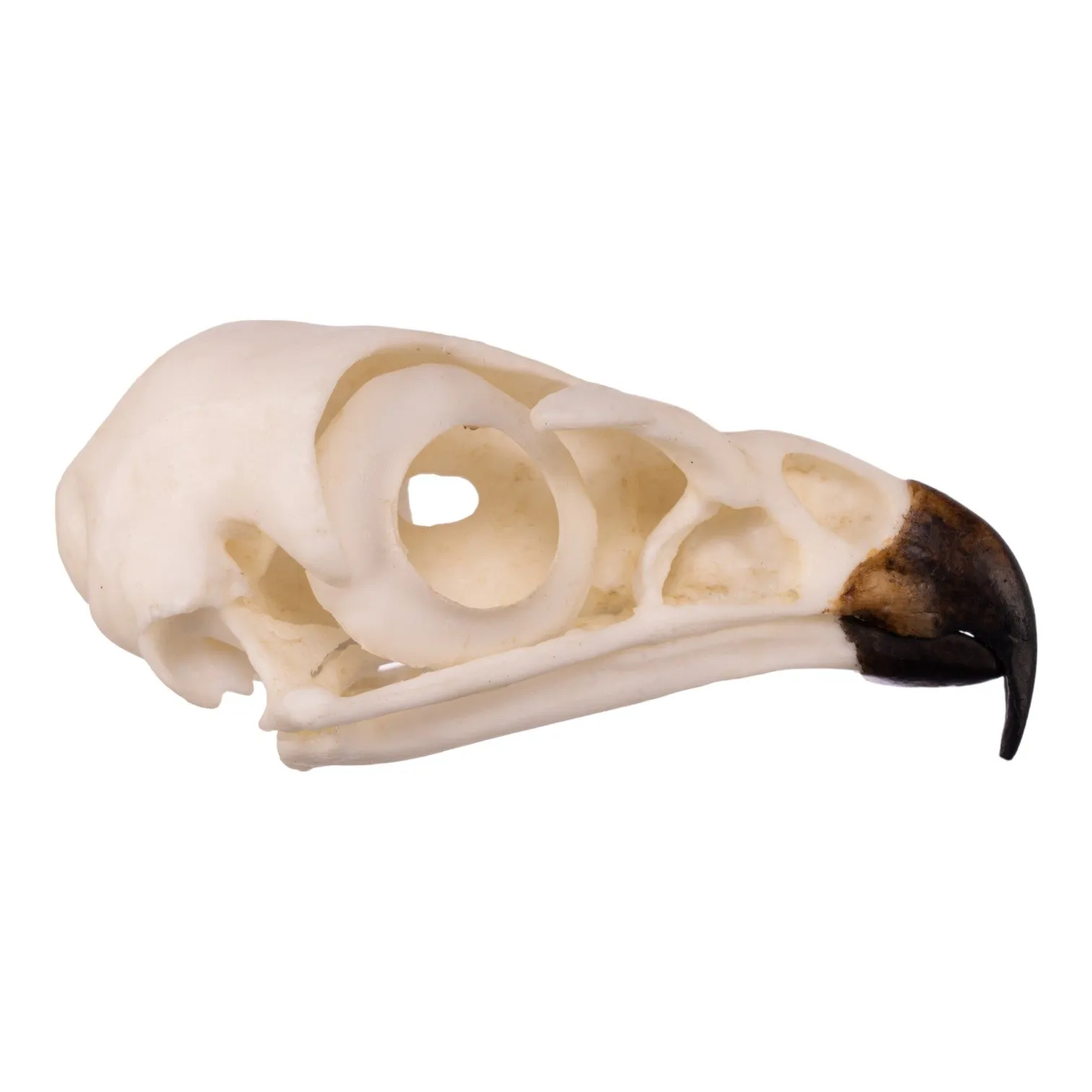 Replica Red-tailed Hawk Skull