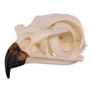 Replica Red-tailed Hawk Skull