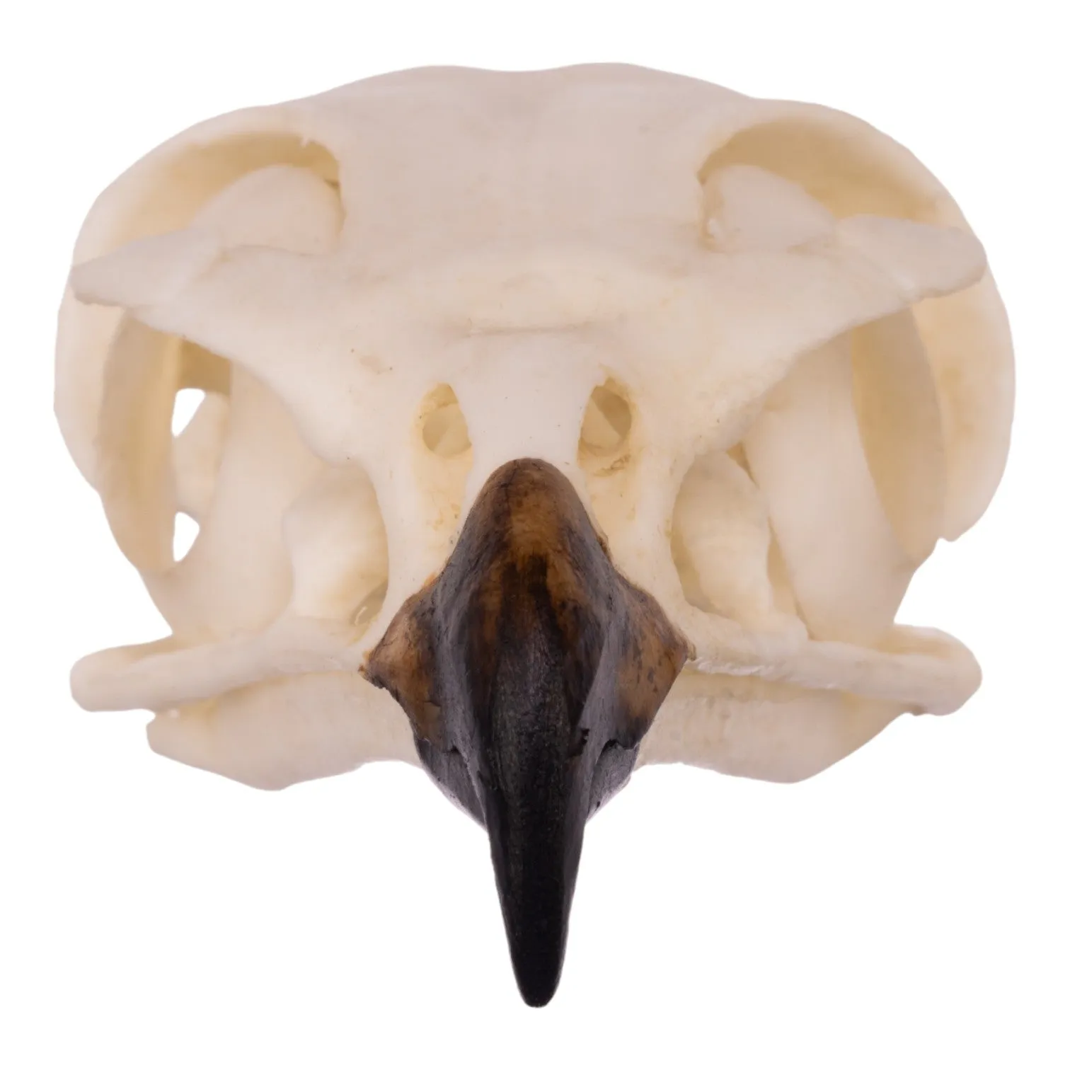 Replica Red-tailed Hawk Skull