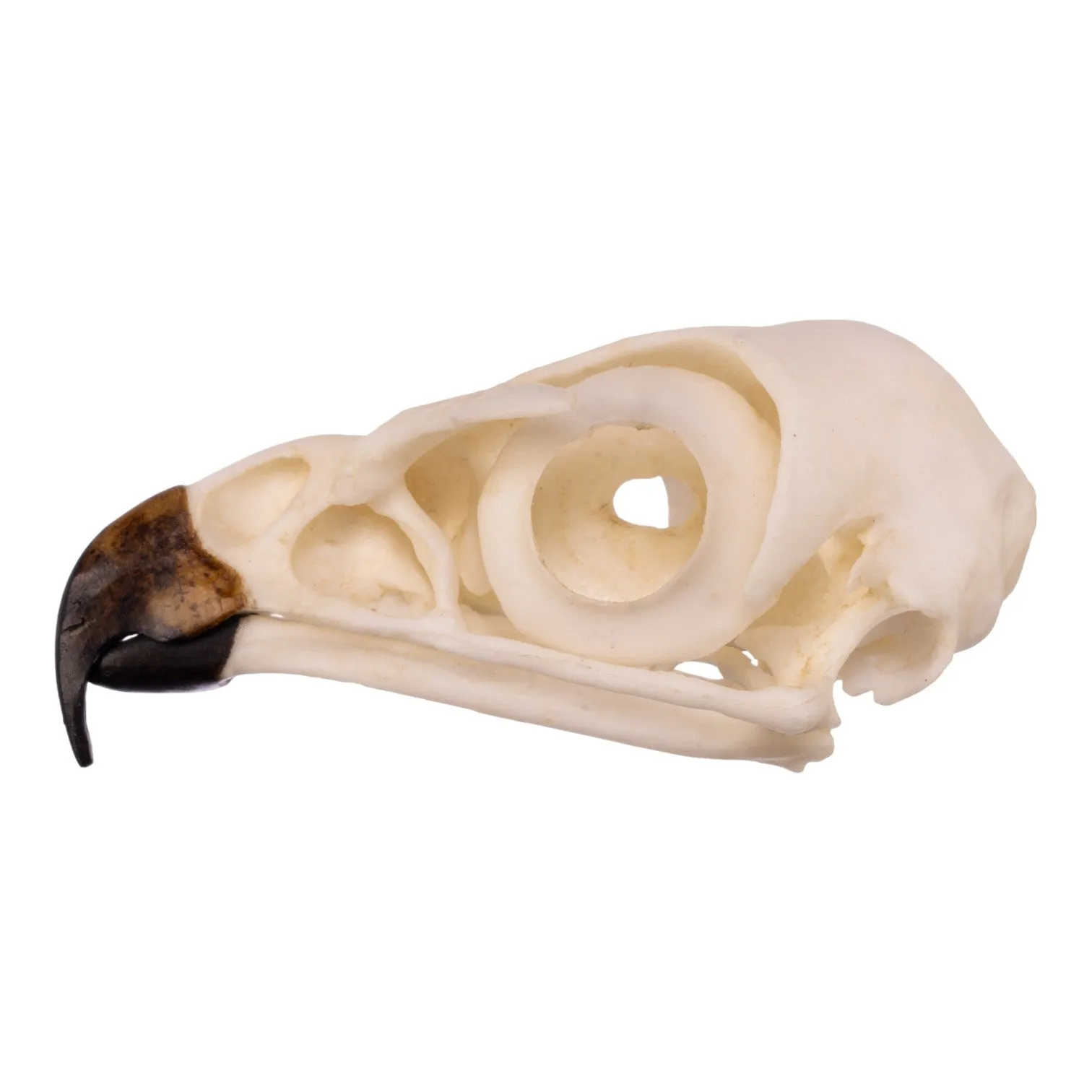 Replica Red-tailed Hawk Skull